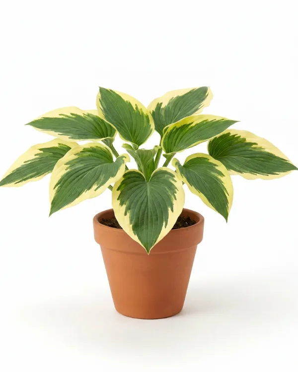 Funkia — Hosta 'Wide Brim'