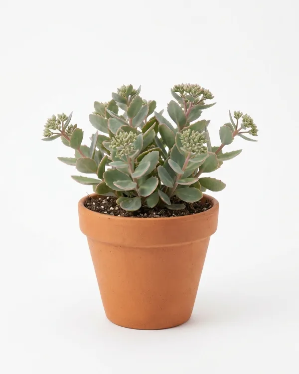 Kärleksört — Hylotelephium 'Hab Gray'