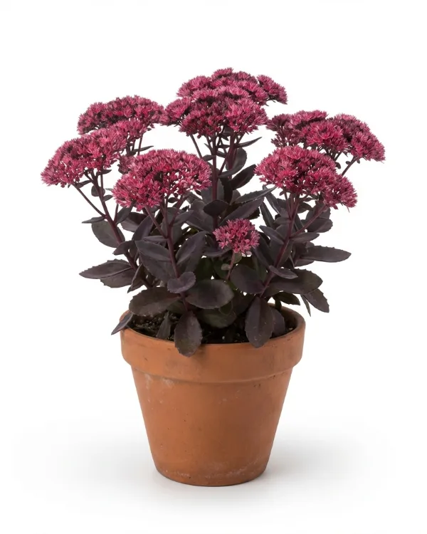 Kärleksört — Hylotelephium 'Thunderhead'