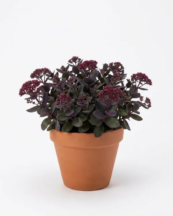 Kärleksört — Hylotelephium 'Xenox'