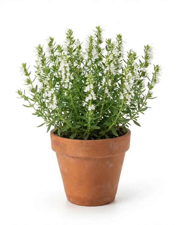 Isop — Hyssopus officinalis 'Albus'