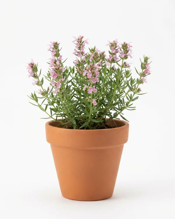 Isop — Hyssopus officinalis 'Roseus'