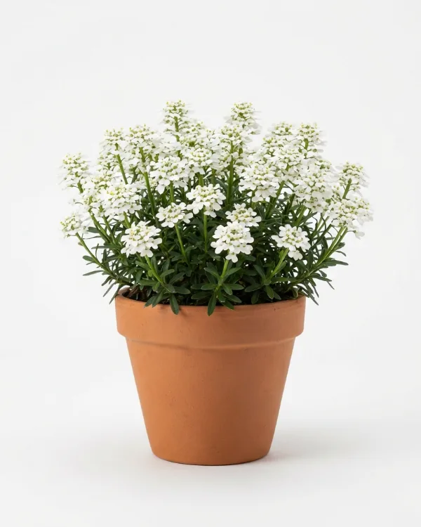 Vinteriberis — Iberis sempervirens 'Appen-Etz'