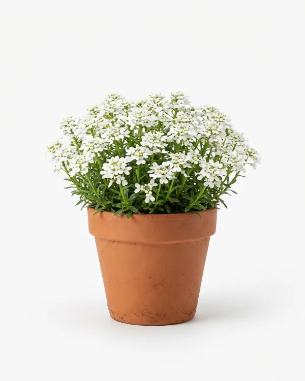 Vinteriberis — Iberis sempervirens 'Schneeflocke'