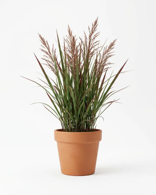 Blodgräs — Imperata cylindrica 'Rubra'