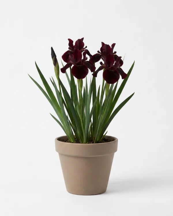 Sammetsiris — Iris chrysographes 'Black Form'