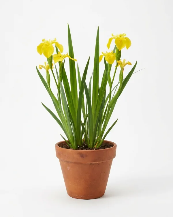 Svärdslilja — Iris pseudacorus