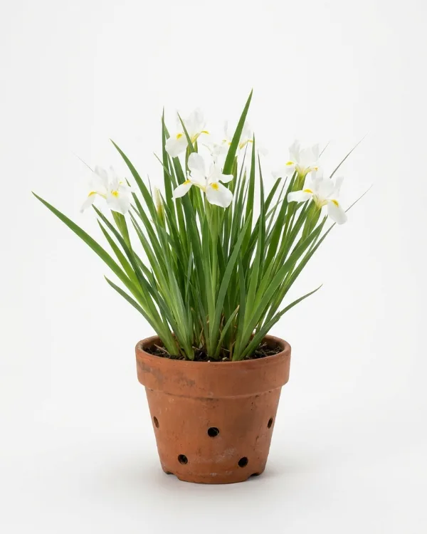 Violiris — Iris sanguinea 'Snow Queen' Inkrukad barrot