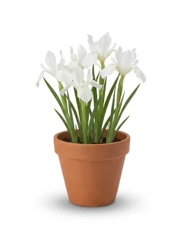 Violiris — Iris sanguinea 'Snow Queen'