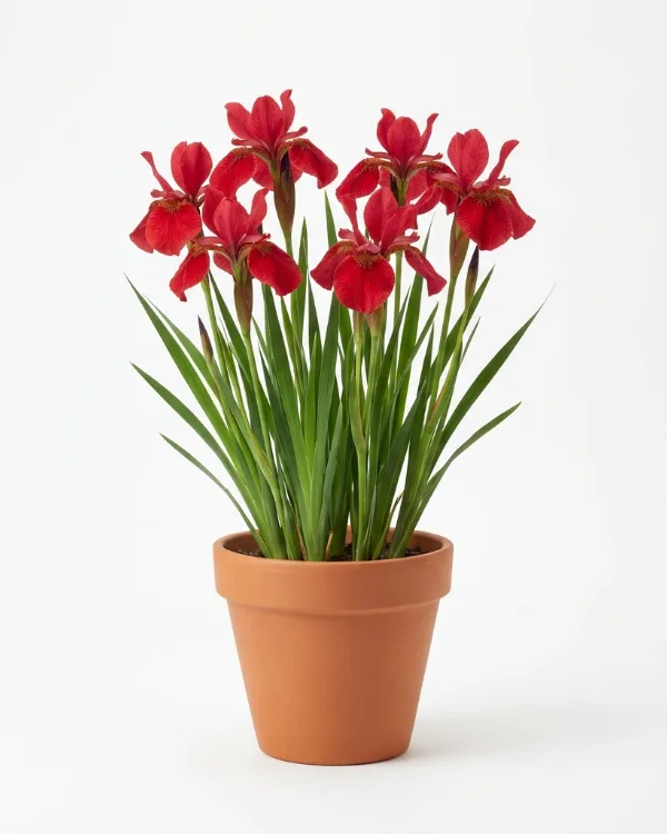 Strandiris, Rabattiris — Iris Sibirica-Gr. 'Blue King'    Inkrukad barrot