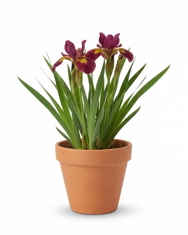 Strandiris, Rabattiris — Iris Sibirica-Gr. 'Butter and Sugar'    Inkrukad barrot