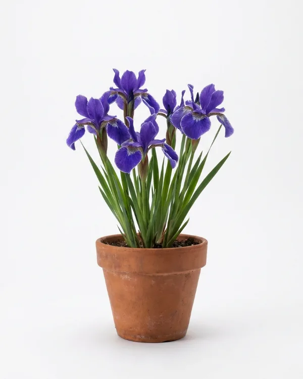 Strandiris, Rabattiris — Iris Sibirica-Gr. 'Silver Edge'