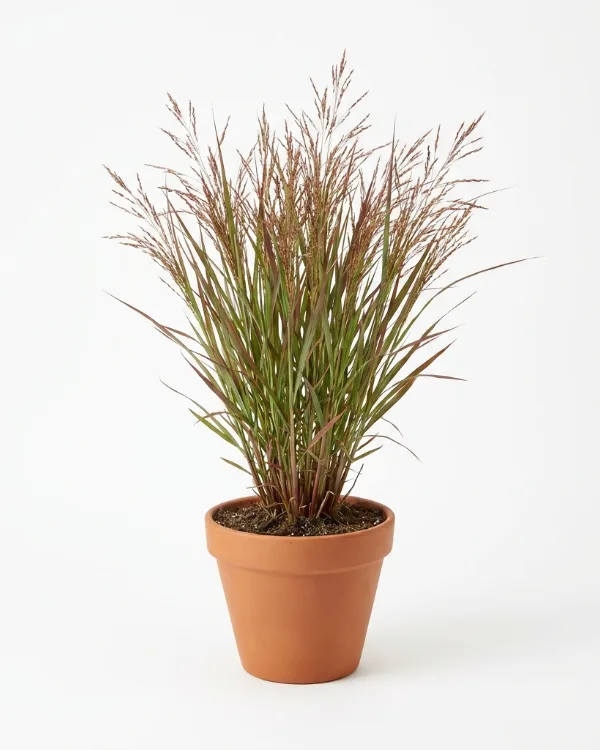 Jungfruhirs — Panicum virgatum 'Squaw'