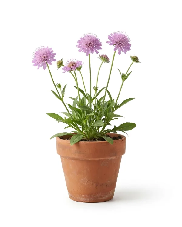 Åkervädd — Knautia arvensis