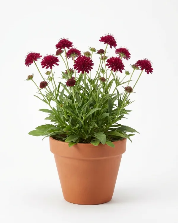 Grekisk vädd — Knautia macedonica 'Mars Midget'