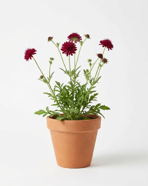 Grekisk vädd — Knautia macedonica