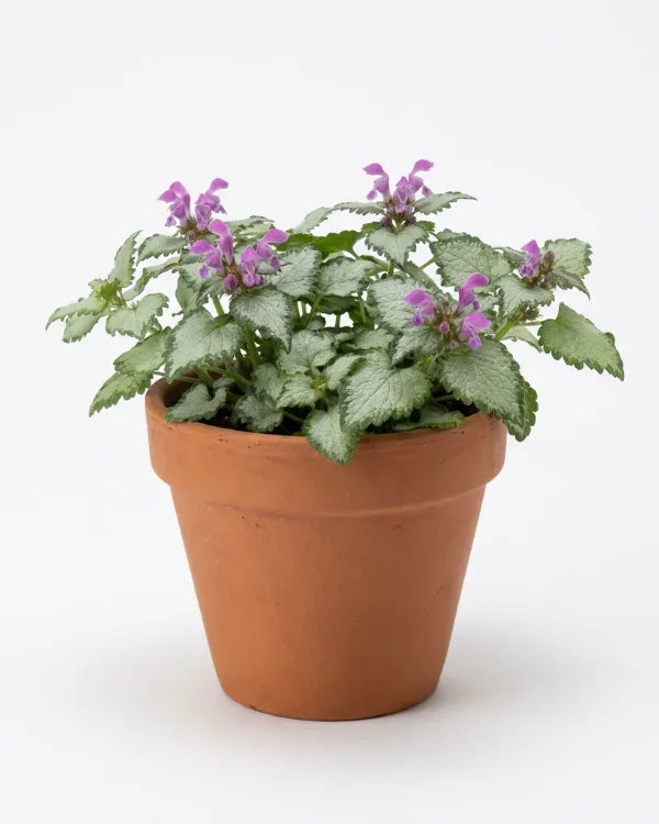 Rosenplister — Lamium maculatum 'Beacon Silver'