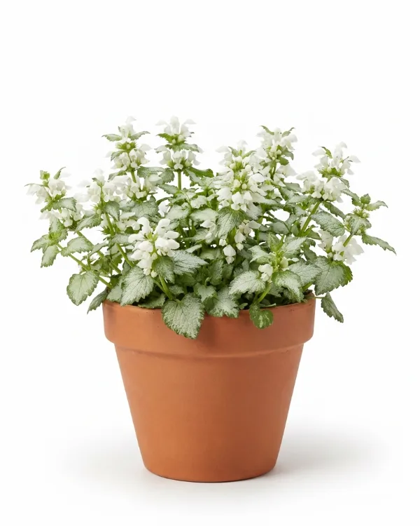 Rosenplister — Lamium maculatum 'White Nancy'