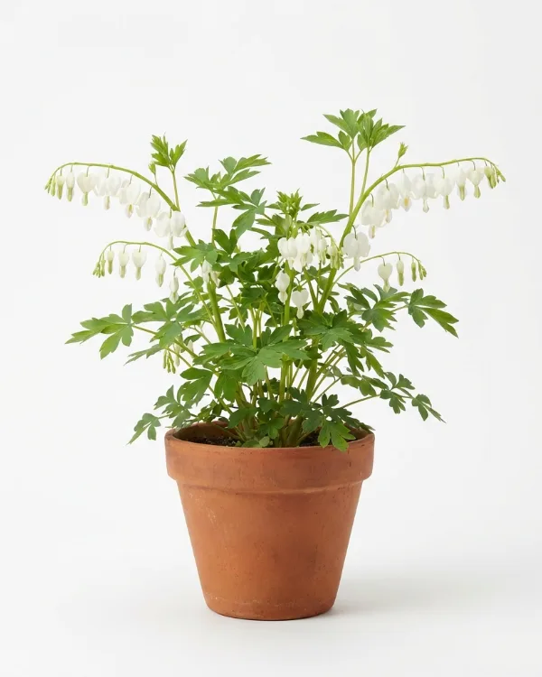 Löjtnantshjärta — Lamprocapnos spectabilis 'Alba' Inkrukad barrot