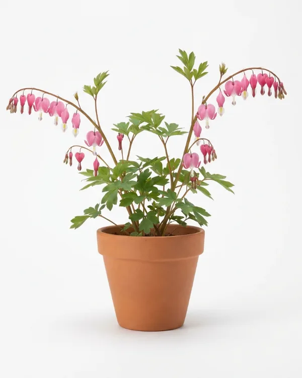 Löjtnantshjärta — Lamprocapnos spectabilis Inkrukad barrot