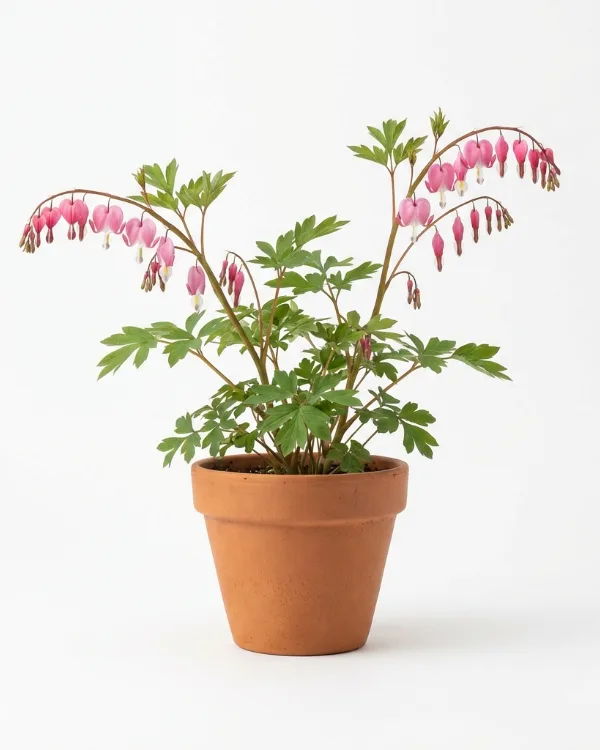 Löjtnanshjärta (liten kruka) — Lamprocapnos spectabilis (liten kruka)