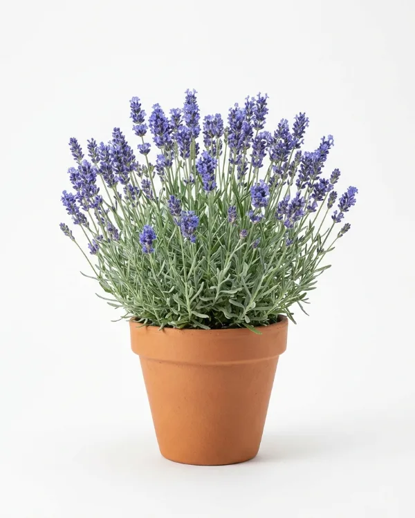 Lavendel (liten kruka) — Lavandula angustifolia 'Munstead' (liten kruka)