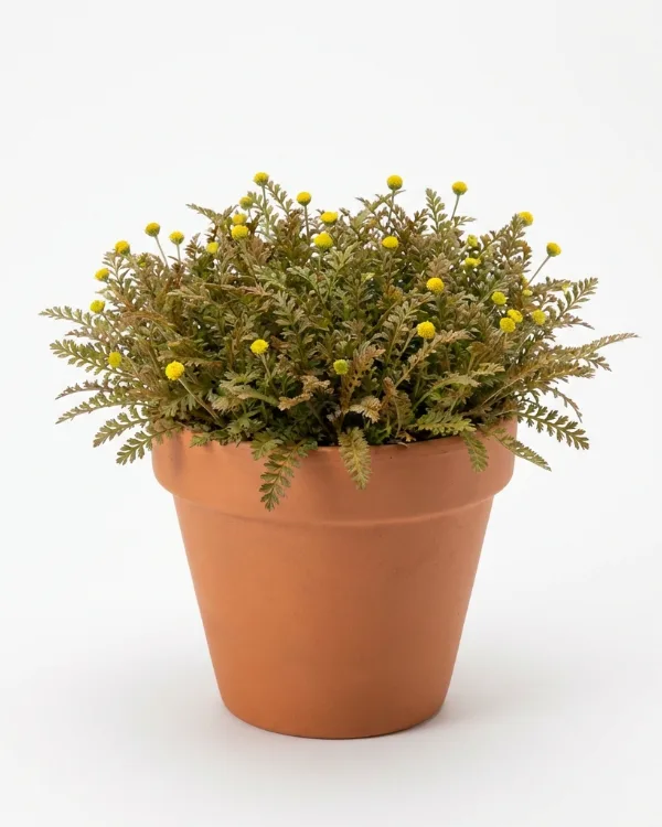 Bronskotula — Leptinella pusilla