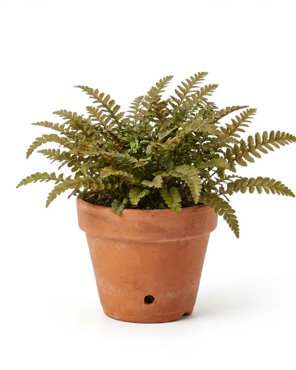 Krypkotula — Leptinella squalida