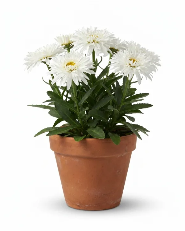 Jätteprästkrage — Leucanthemum superbum 'Beauté Nivelloise'