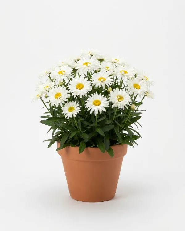 Jätteprästkrage — Leucanthemum superbum 'Bröllopsgåvan' G.K.