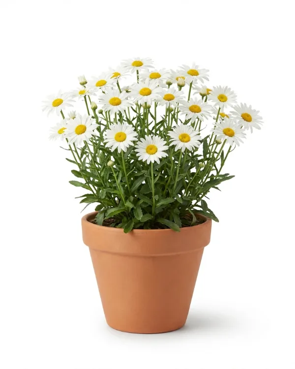 Prästkrage — Leucanthemum vulgare 'Maikönigin'