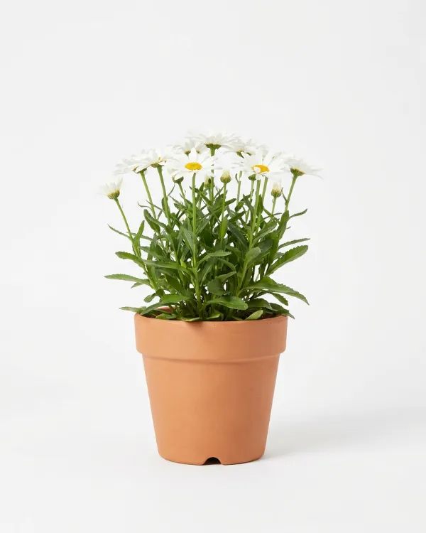 Prästkrage — Leucanthemum vulgare