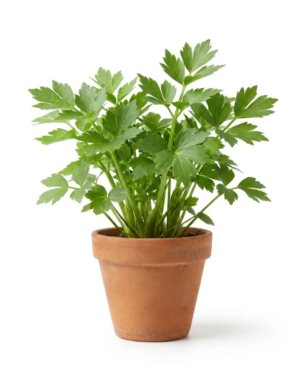 Libbsticka — Levisticum officinale