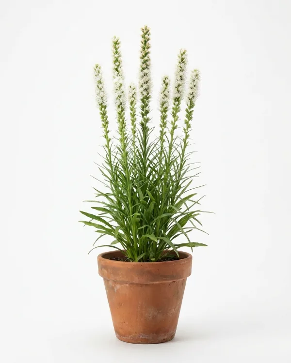 Rosenstav — Liatris spicata 'Alba'