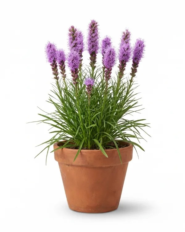 Rosenstav — Liatris spicata 'Kobold'