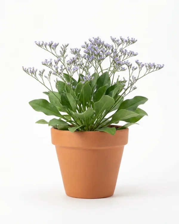 Silverrisp — Limonium platyphyllum