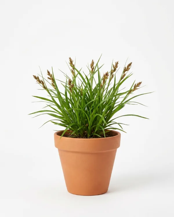 Storfryle — Luzula sylvatica