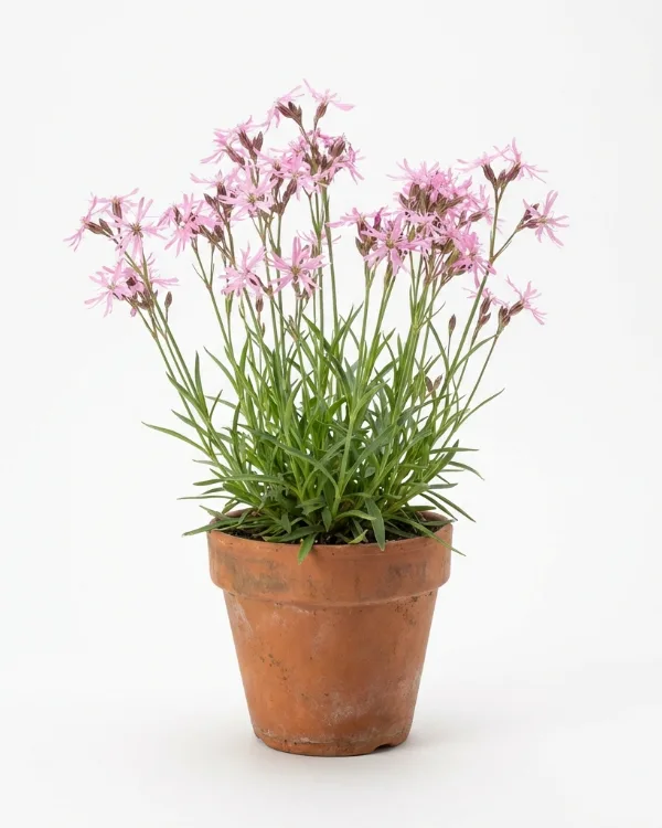 Gökblomster — Lychnis flos-cuculi