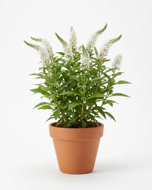Vitlysing — Lysimachia clethroides