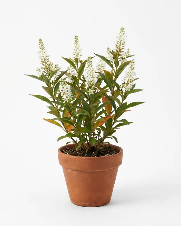 Bäcklysing — Lysimachia fortunei 'Autumn Snow'