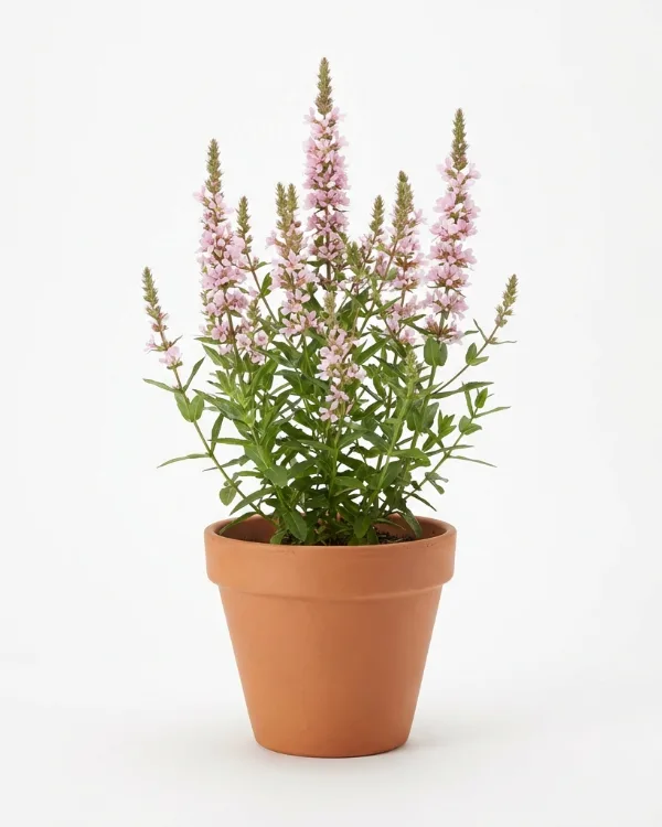 Fackelblomster — Lythrum salicaria 'Blush'