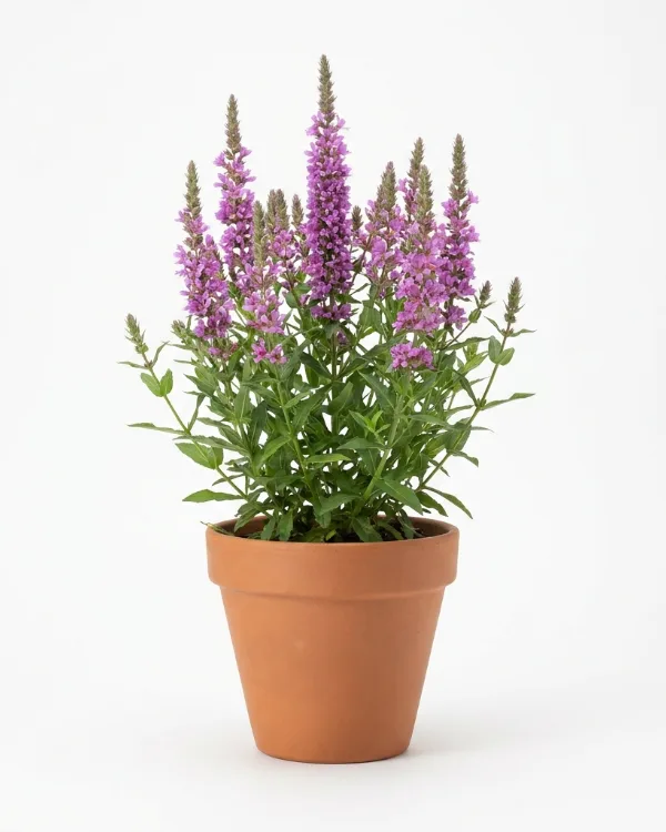 Fackelblomster — Lythrum salicaria 'Robert'