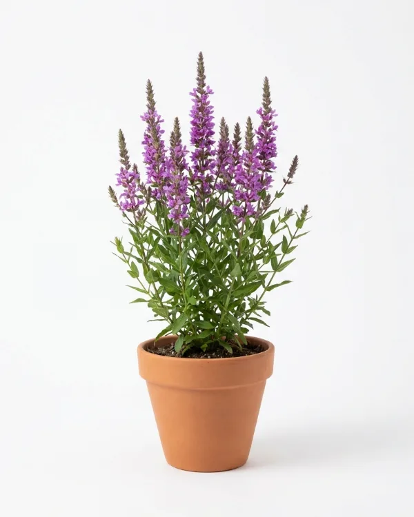 Smalt fackelblomster — Lythrum virgatum 'Dropmore Purple'