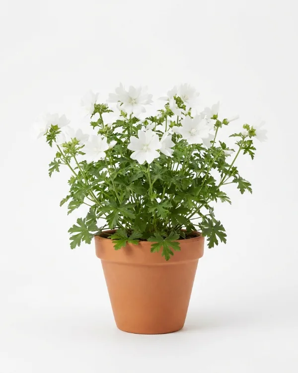 Myskmalva — Malva moschata 'Alba'