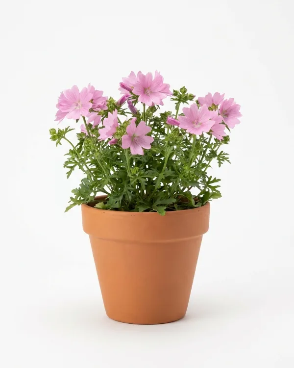 Myskmalva — Malva moschata