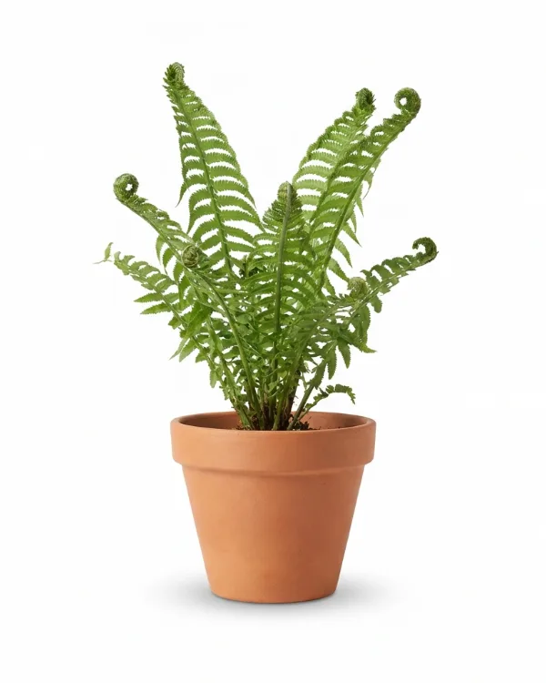 Japansk strutbräken — Matteuccia orientalis