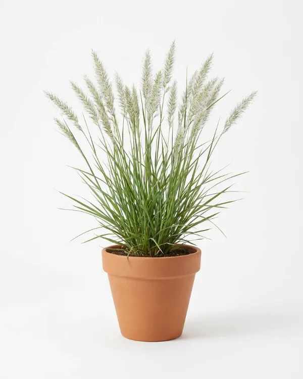 Grusslok — Melica ciliata