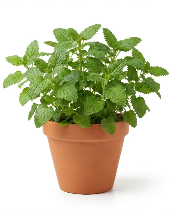 Citronmeliss — Melissa officinalis