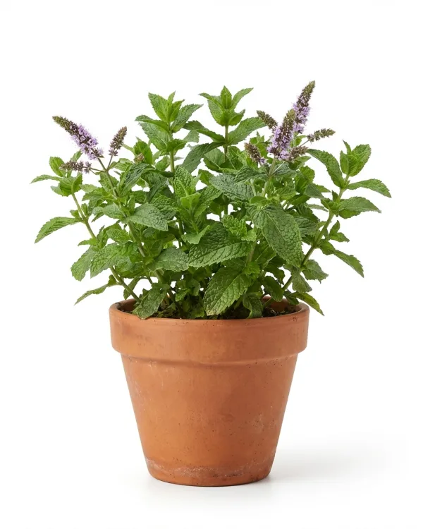Grönmynta — Mentha spicata 'Fägre' G.K.