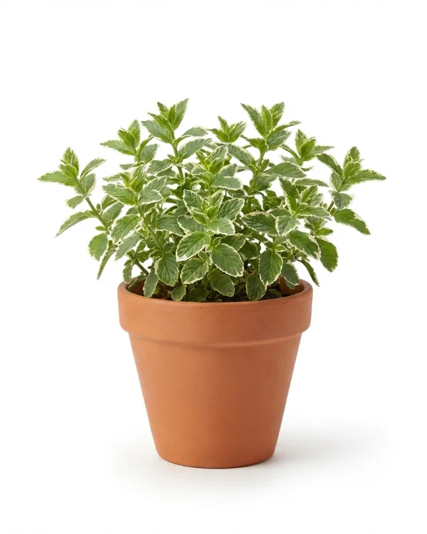 Brokbladig äppelmynta — Mentha suaveolens 'Variegata'